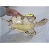 Image 3 : MOUNTED SEA TURTLE, BROKEN NECK