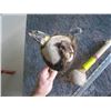Image 2 : 2 NATIVE RATTLES