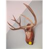 Image 2 : MOUNTED DEER HORNS