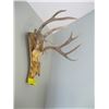 Image 2 : MOUNTED DEER HORNS