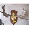 Image 1 : MOUNTED MOOSE HORN