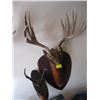 Image 1 : 2 MOUNTED DEER HORNS