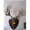 Image 2 : 2 MOUNTED DEER HORNS