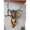 Image 1 : 2 MOUNTED DEER HORNS