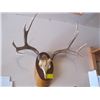 Image 2 : 2 MOUNTED DEER HORNS