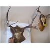 Image 3 : 2 MOUNTED DEER HORNS