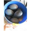Image 1 : BUCKET OF OSTRICH EGGS