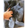 Image 2 : DARK GRAY OSTRICH HIDES & PIECES