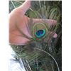 Image 2 : PLANTER OF ASST. PEACOCK FEATHERS, ARTIFICIAL ROSES, ETC.