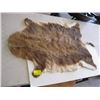 Image 1 : SMALL TANNED HIDE