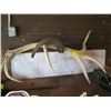 Image 1 : ELK HORN & SHEEP HORN