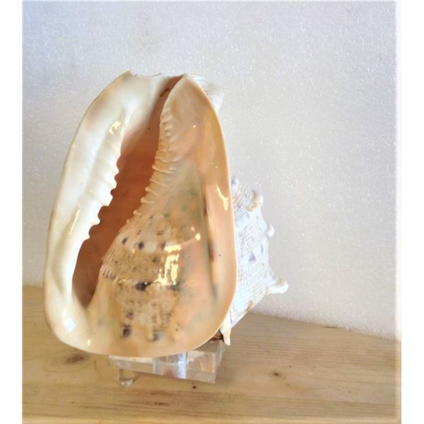 Conch Shell on plastic base, with 1