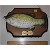 Image 1 : Singing bass fish