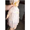 Image 3 : Large Antique Canada squeak doll
