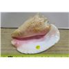 Image 1 : Conch Shell