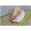 Image 2 : Conch Shell