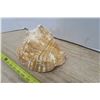 Image 5 : Conch Shell