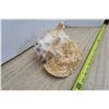 Image 6 : Conch Shell