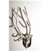 Image 1 : Steel Deer Horn Rack - Steam Punk