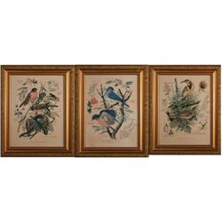 Arthur Singer Set of 3 Bird Prints #2228009
