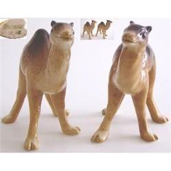 Weatherby Pair Of Camels Standing #2228596