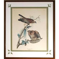 Robert Havell- Red Shoulder Hawk Bird Print #2194370