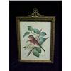 Image 1 : Bird on Branch - Vintage Framed Print #2212258