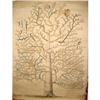 Image 1 : VINTAGE FAMILY TREE CIRCA 1880 #2224188