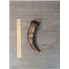 Image 1 : 1820's Powder Horn