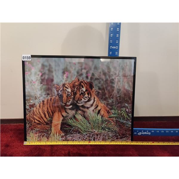Tiger Cubs Photograph