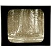 Image 1 : Yosemite Magic Lantern Slide  [137885]