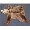 Image 2 : Bear Skin Rug Mount with Full Head  [139683]
