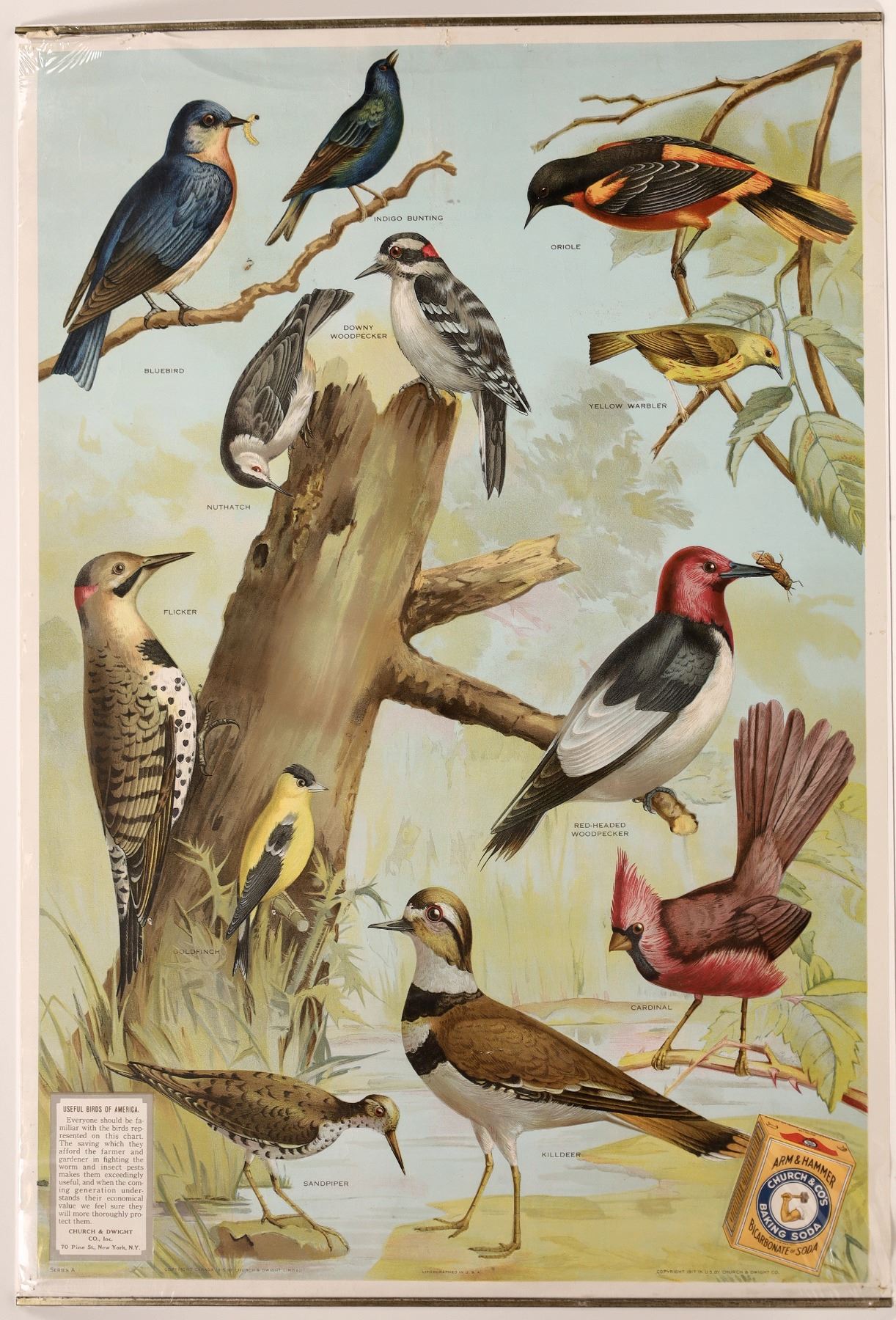 Bird Identification by Audubon - Church and Dwight Co. [139729 ...