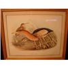 Image 1 : 20TH CENTURY PRINT OF BIRDS, ARDETTA MINUTA #2223089