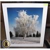 30" X 36" FRAMED PICTURE OF TREE IN WINTER