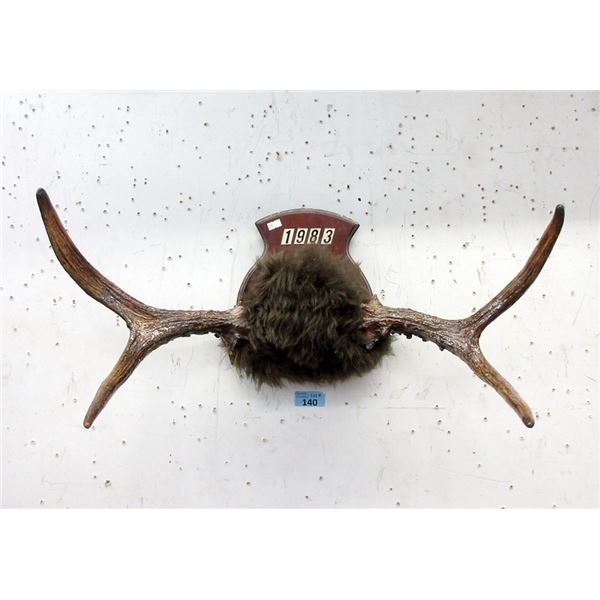 Mounted 26" Antler Display