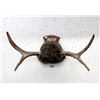 Image 1 : Mounted 26" Antler Display