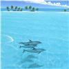 Image 2 : Dan Mackin, "Dolphin Trio" Hand Signed Lithograph from a Sold Out Limited Edition, Numbered and Hand