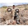 Image 2 : Double Diamond Outfitters Free-Range West Texas Aoudad Hunt