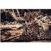 Image 4 : DZOMBO SAFARIS Nambian Leopard Hunt