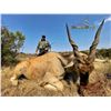 Image 1 : JANNIE OTTO SAFARIES South African Spiral-Horned Antelope Safari