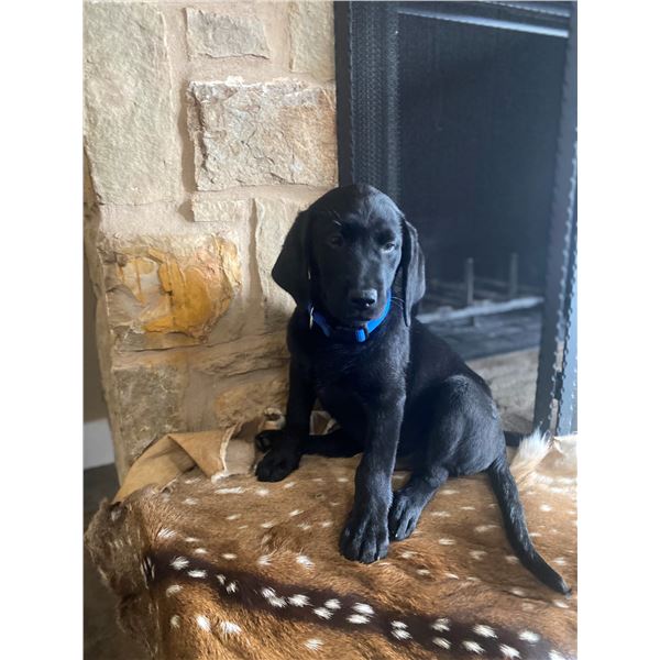 Black Male Labrador Retriever Puppy