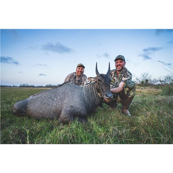 WILDLIFE SYSYEMS South Texas Nilgai Antelope Hunt