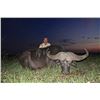 Image 1 : ADAM CLEMENTS SAFARIS Tanzania Cape Buffalo Hunt