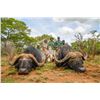 Image 2 : ADAM CLEMENTS SAFARIS Tanzania Cape Buffalo Hunt