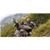 Image 3 : CAPRINAE Vercors Chamois Hunt In France