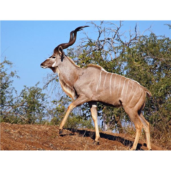 CHASSEURS de MOCAMBIQUE Limpopo Kudu and Sable Safari