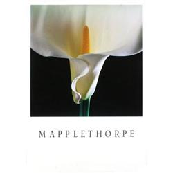 Robert Mapplethorpe Calla Lilly Offset#2216628