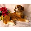 Image 1 : BOXER DOG RESIN STATUE #2216904