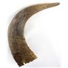 Image 3 : Single Buffalo Horn